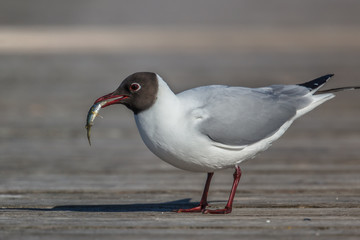 Möwe mit beute