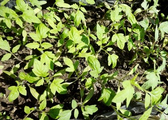 Small sprouts of young peppers, grown in a greenhouse.