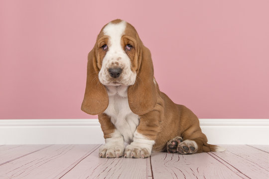 Cute red and white basset hound puppy sitting in a pink living room setting