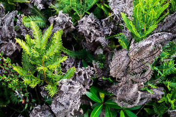 Green © Sofa