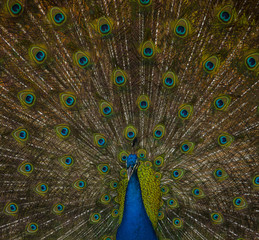 Obraz premium Pavo Real 