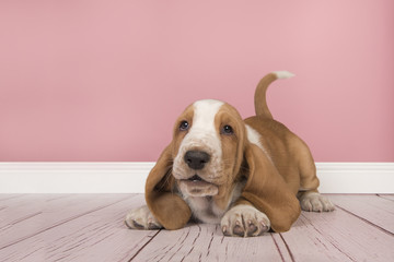 Cute playful tan and white basset hound puppy wanting to play in a pink living room setting
