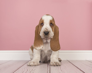 Cute red and white basset hound puppy sitting in a pink living room setting seen from the front looking at the camera © Elles Rijsdijk