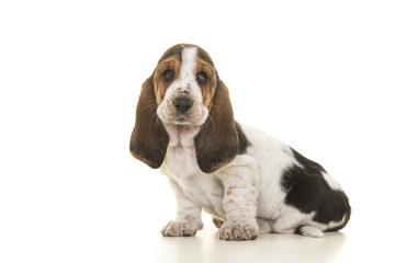 Cute sitting tricolor basset hound puppy looking at the camera isolated on a white background seen...