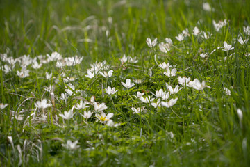 Buschwindröschen - Anemone nemorosa