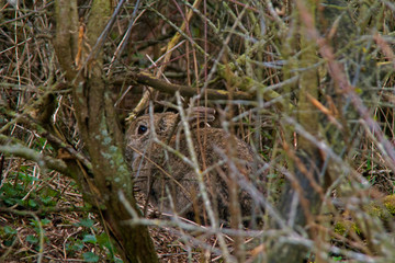 Rabbit with perfect protective color hiding in the thicket
