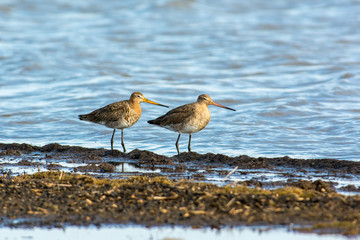 Black tailed godwits in the water,Sweden