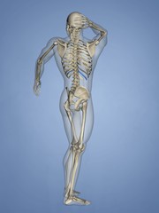 Eleventh Rib, Rib Cage, 3D Model