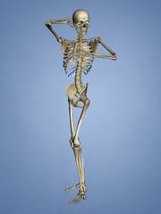 Eleventh Rib, Rib Cage, 3D Model