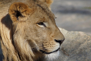 Portrait eines männlichen Löwen