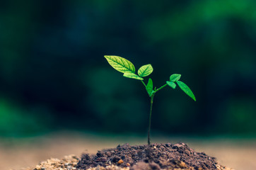 Planting seedlings young plant in the morning light on nature background
