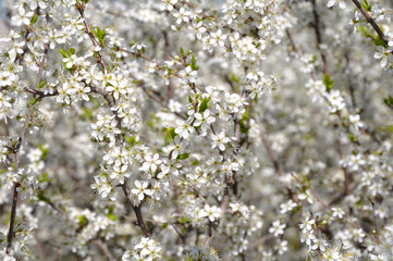 Fruit trees blooming in early spring