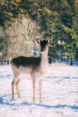 Shy deer - 200136412