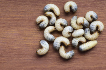Top view of many cockchafer larvas also called May bug or doodlebug (Melolontha melolontha) on brown wood background with copy space for text.