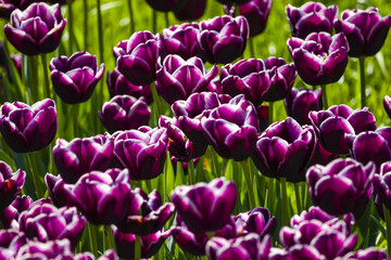 purple tulips. background