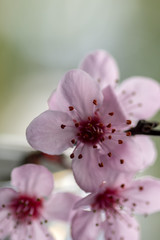 Fototapeta na wymiar Pink cherry flowers blooming with branch on a green background