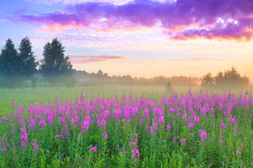 rural landscape with sunrise  and  blossoming meadow