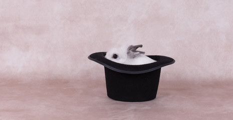 white rabbit in a black hat