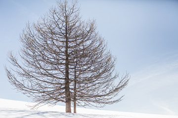 Arbre solitaire dans la neige