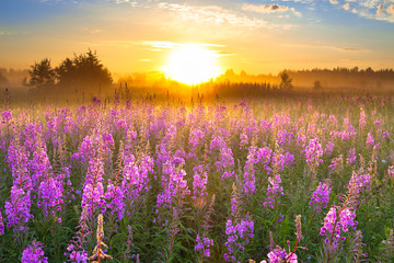 landscape with sunrise  and  blossoming meadow  purple flowers
