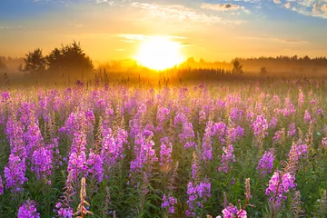 Foto auf Alu-Dibond Landschaft mit Sonnenaufgang und blühender Wiese lila Blumen © yanikap