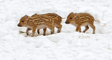 European wild boar piglet with stripes, characteristic feature of piglets. Three piglets © valeriyap
