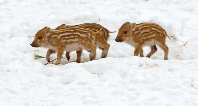 European wild boar piglet with stripes, characteristic feature of piglets. Three piglets
