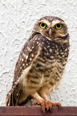 owl