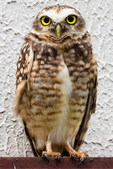 owl