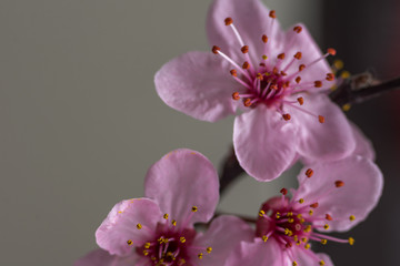 Pink cherry flowers blooming with branch on a green background
