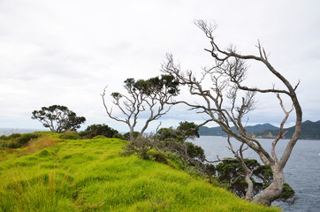 Trees shaped by wind in Bay of Island in New Zealand