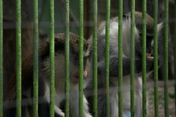 Couple of gabon monkeys in a cage