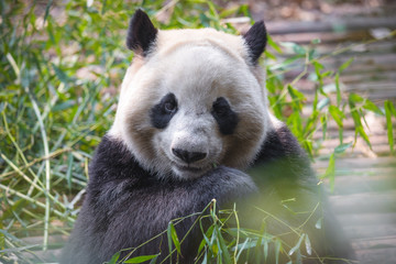 Fototapeta premium Portrait of a giant panda bear eating bamboo . .