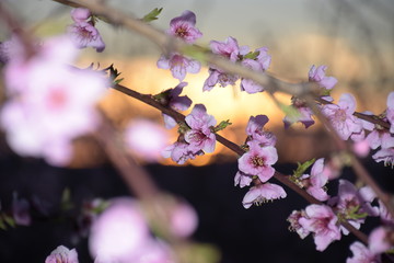 Flores de melocotonero a contraluz