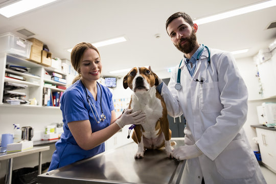 Vets examining dog