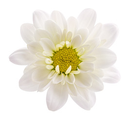 Daisy (camomile , marguerite, chamomile) isolated on white background with clipping path