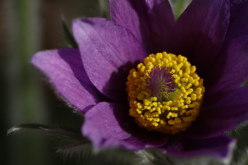 Blühende Küchenschelle Pulsatilla Vulgaris