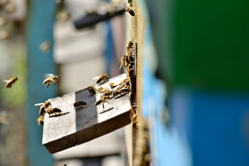 Bees in the apiary fly before the evidence on the board