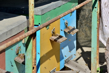 Bees in the apiary fly before the evidence on the board