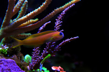 Midas Blenny fish