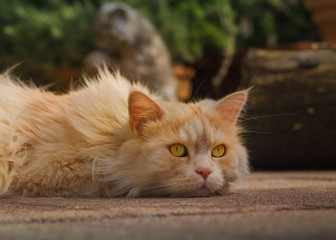 Naklejka na ściany i meble Cremefarbene Maine Coon Katze mit nachdenklichem Blick liegt ausgestreckt auf dem Boden