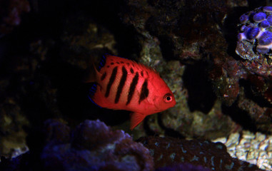 Red stripped flame angelfish
