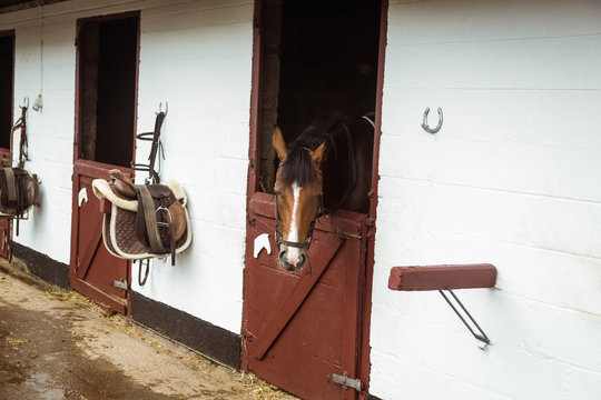 Horse in stable of equestrian centre 