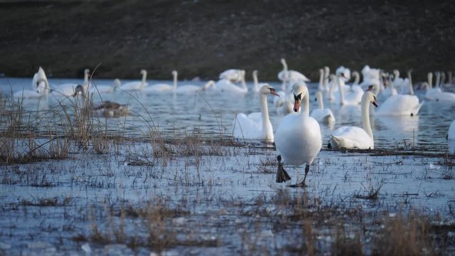Swan - familiy in winter on the lake