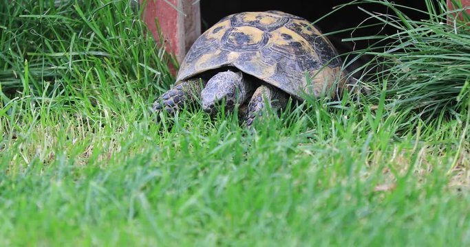 Tortoise on a Lawn Eating Green Grass
