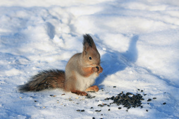 squirrel in winter park on white snow eating sunflower seeds