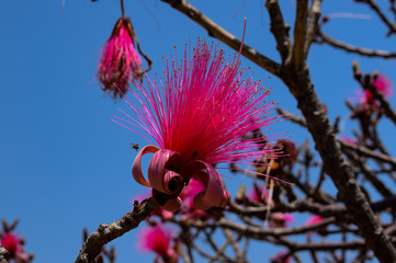 Pink, rosa farbene, lustige Pseudobombax, Nahaufnahme, mit Ästen, Bombax, Baum, Blüte, Mexiko,...