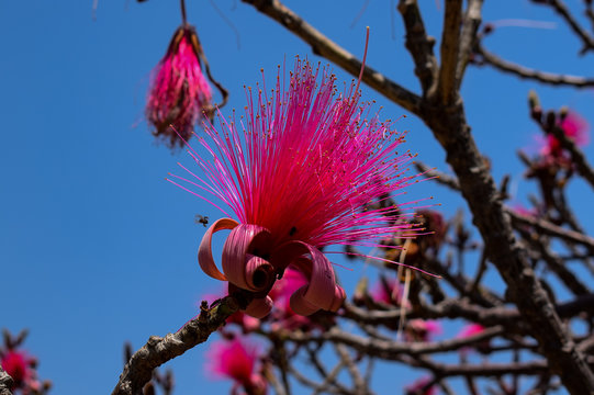 Pink, rosa farbene, lustige Pseudobombax, Nahaufnahme, mit &Auml;sten, Bombax, Baum, Bl&uuml;te, Mexiko, Malinalco, Trockenheit, blau, Hintergrund, Himmel
