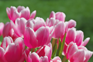 Tulpen rosa vor Wiese