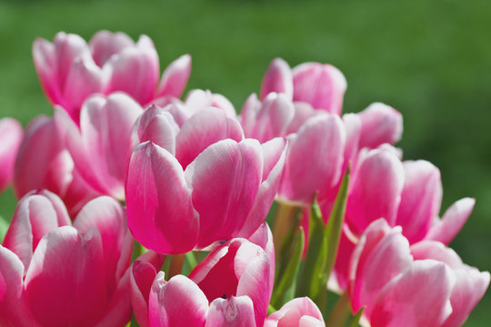 Tulpen rosa vor Wiese © chrischris